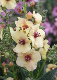 Verbascum 'Jackie In Yellow'